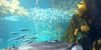 Photobomb cu animale