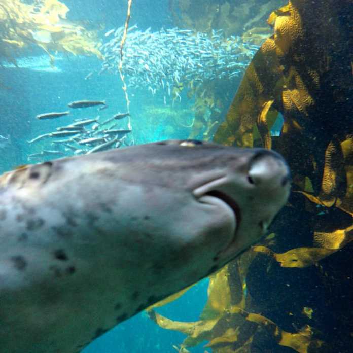 Photobomb cu animale