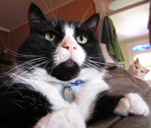 Photobomb cu animale