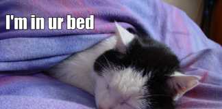 Ce ne-a amuzat in aceasta dimineata pe Facebook