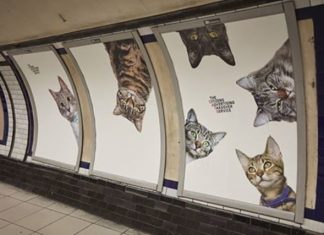 Reclamele de la metroul britanic au fost inlocuite de poze cu pisici pisici
